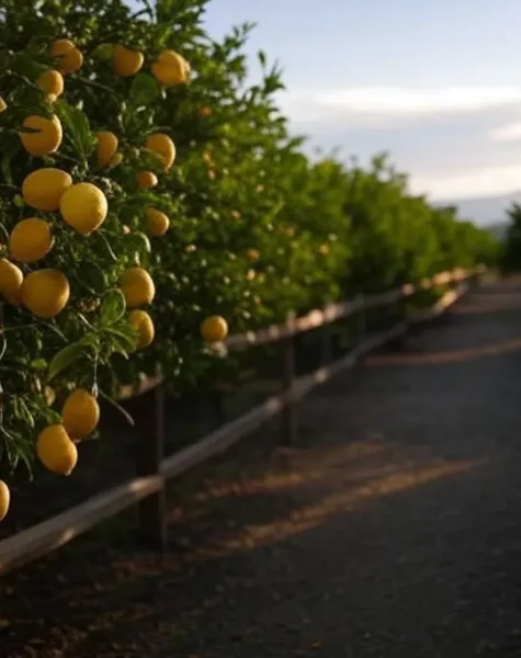 limon1 limon1